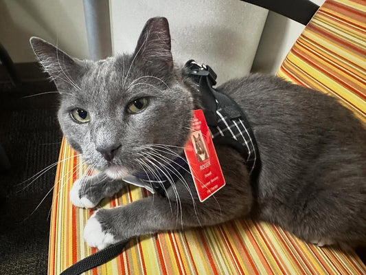 Meet Roger the Therapy Cat!