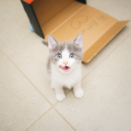 Most Popular and Most Unique Cat Names from Our Customer Catabase | cat subscription box, monthly cat toy box, most popular cat names, cat name ideas