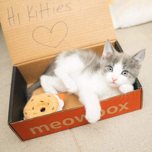 if it fits i sits - the truth behind why cats love small spaces - meowbox monthly cat subscription box with cat treats & cat toys