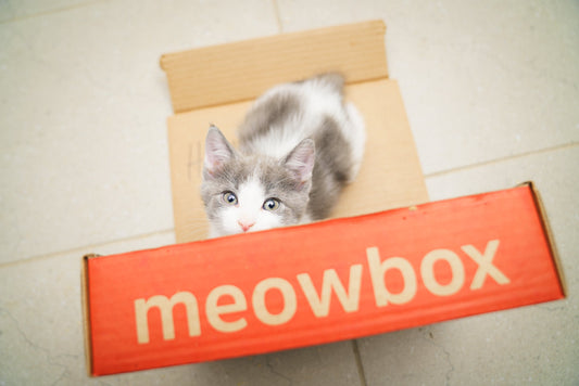 The Top Interactive Toys for Curious Kittens - cat toys for kittens, catnip, cat toys