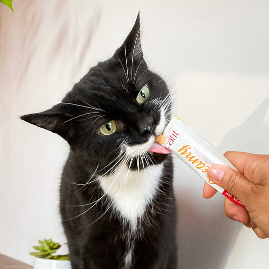 Choosing the Right Cat Treats for Your Kitty and Why Meowbox Makes It Easier, cat treat, grain free treat