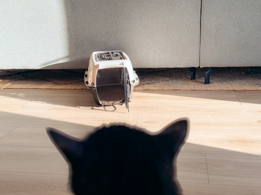 How to Get Your Cat Into their Carrier: Cat Carrier Tips | best cat carrier, how to get a cat into a carrier, cat carrier for large cat, airline approved cat carriers