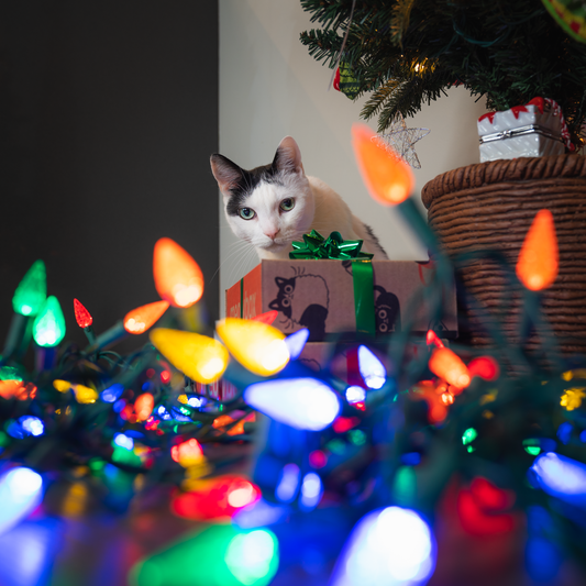 Christmas Gifts for Cats – Best Holiday Ideas Your Kitty Will Love - catnip, cat treat, cat toys