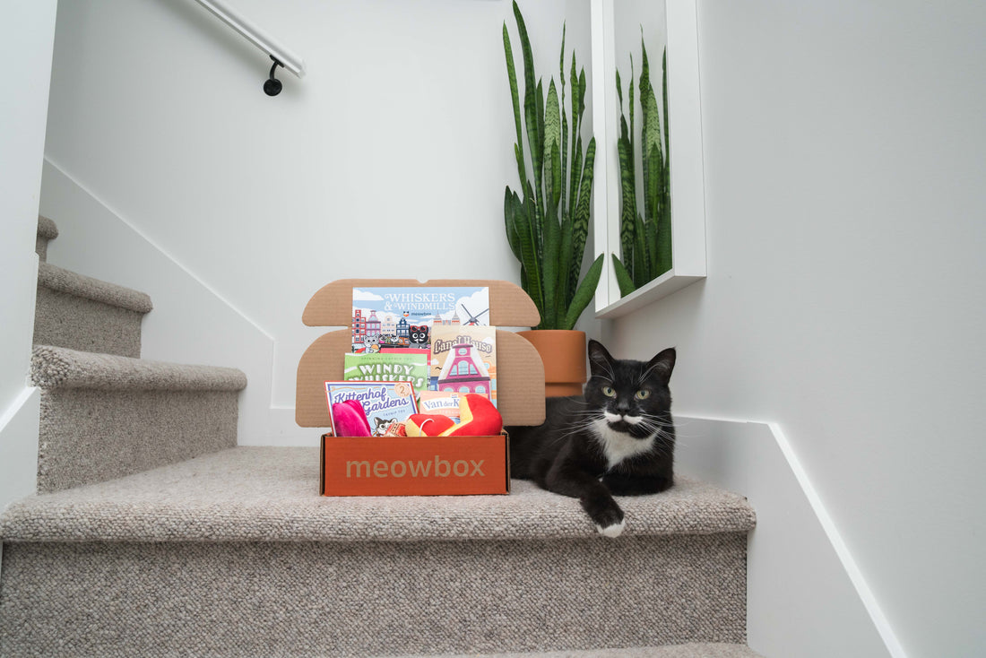 The Best Cat Subscription Boxes in 2026 | cat subscription box Canada, cat toy subscription box, monthly cat toy box, cat enrichment toys subscription