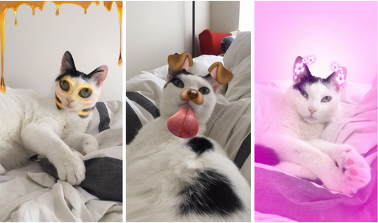 6 Tips to Making Snapchat Work on Your Cat