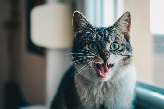 Why Do Cats Chatter?