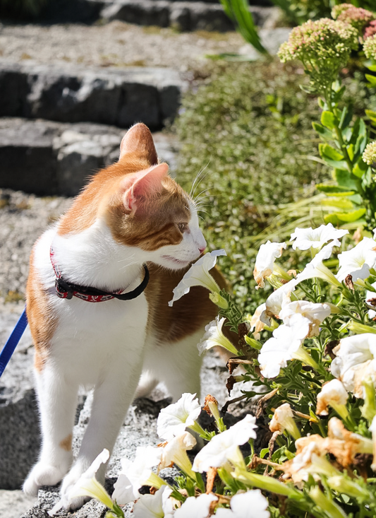 How to Walk Your Cat