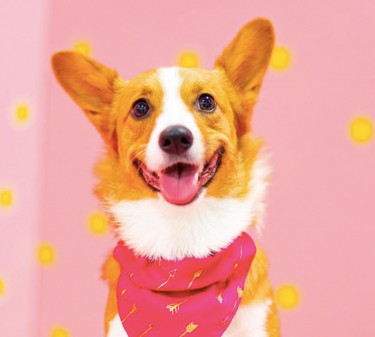 Do Dogs Like meowbox?