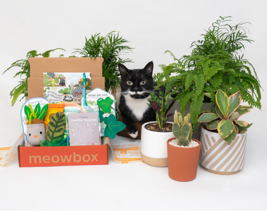 How to Keep Your Cats Away From Your Plants