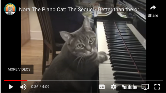 The Top Five Cats on Youtube