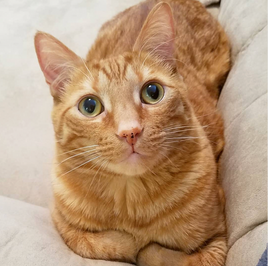 The Top 10 Cat Names of 2018