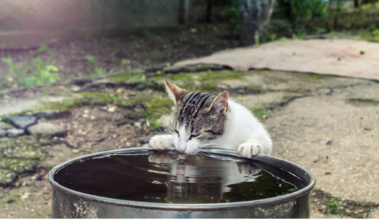 Summertime Temperature Terrors For Your Cat