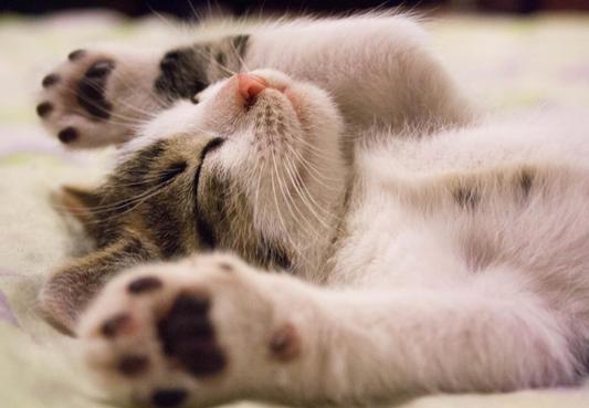 Confessions of a Cat Sitter