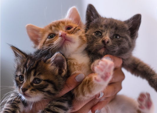 Tails of the meowbox Sushi Kittens