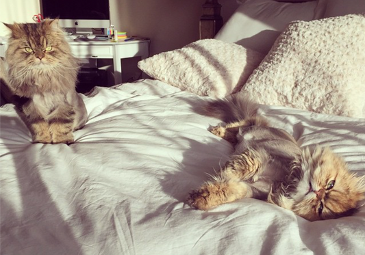 Debunking 7 Myths of the Modern Cat Mom Lifestyle