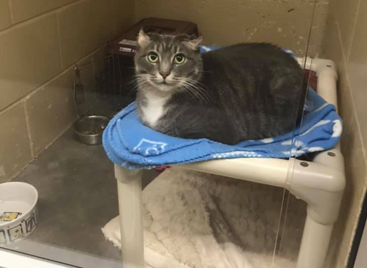 One Box Can Spotlight: Greater Moncton SPCA