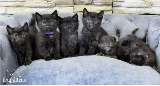 Introducing meowfest Virtual's (Fe)line-up and Vendors!