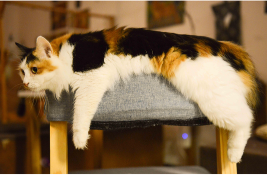 How to Help Your Cat Lose Weight