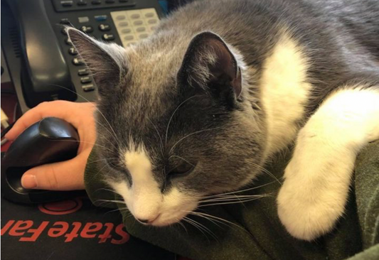 One Box Can Spotlight: Sheridan Dog and Cat Shelter