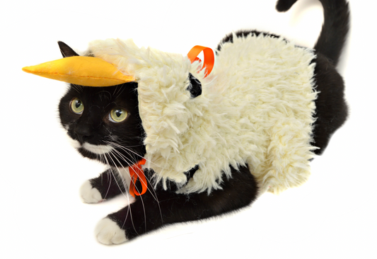 3 DIY Halloween Costumes for Cats