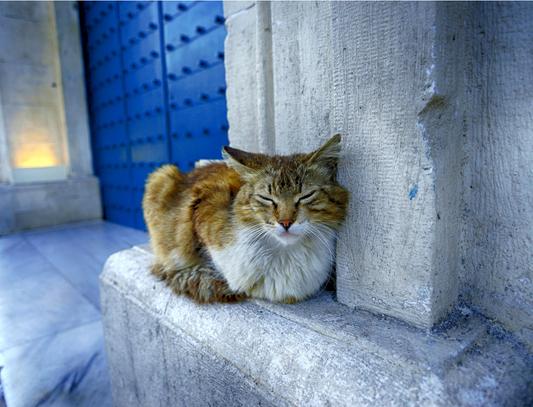 7 Ways to Help Cats in Shelters