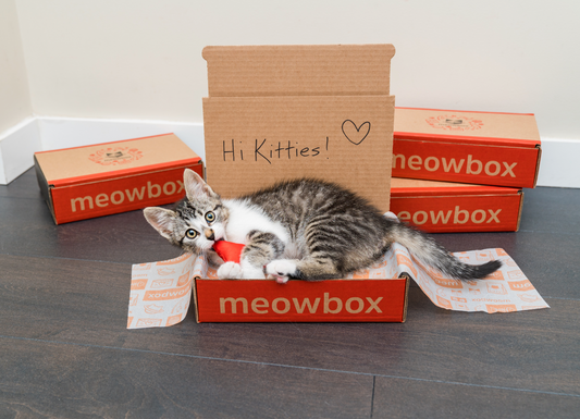 One Box Can Spotlight: Heart and Soul Dog and Cat Rescue Society