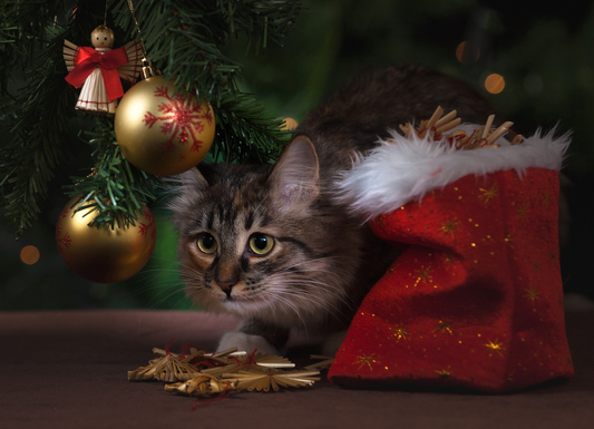 5 Hidden Dangers For Cats During the Holidays