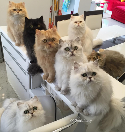 What Life is Really Like Living with 12 Cats
