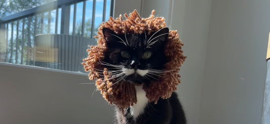 How to Make a DIY Lion Mane for Your Cat (With Video) | cat toys, cat treats, cat subscription box, cat DIY