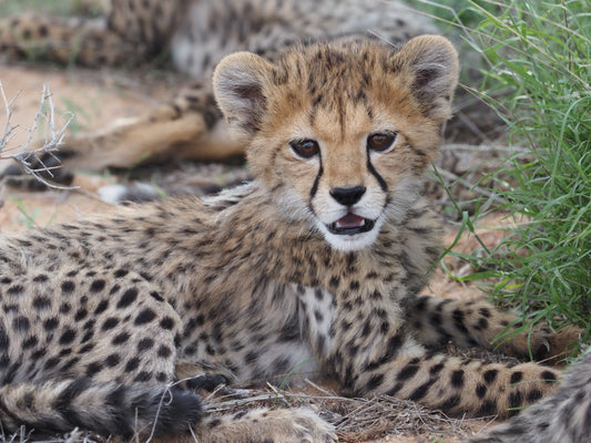 Meet Tiny Tim, Our Sponsored Cheetah from the Cheetah Conservation Fund!