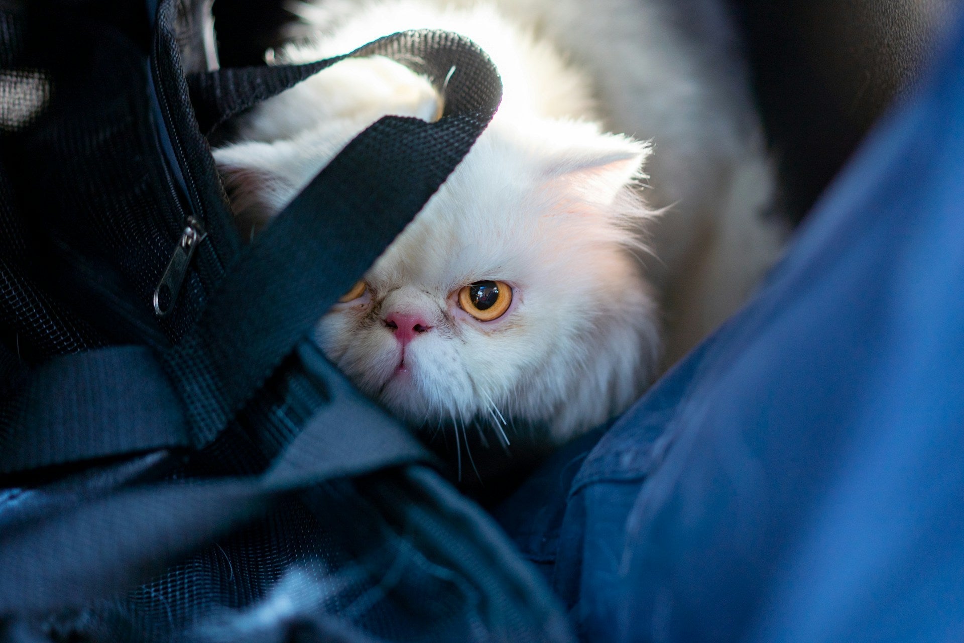 Cat Rides A Carp How to Keep Your Cat Calm During Car Rides – meowbox