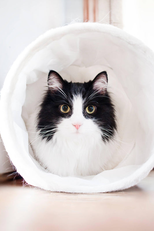 Top Cat Festivals on Our Radar in 2019