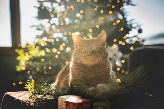 10 Ways to Give Back to the Cat Community this Holiday Season