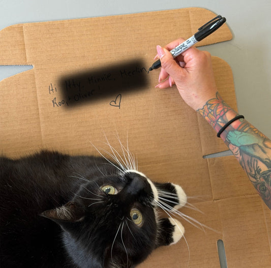 Most Popular and Most Unique Cat Names from Our Customer Catabase