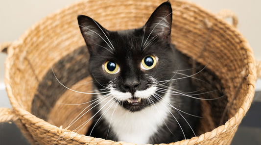 Trying a DNA Test...For Our Cats?!