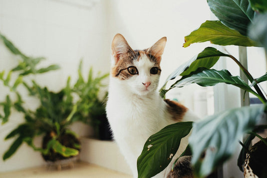 How to Keep Your Cats Away From Your Plants (Updated 2026)
