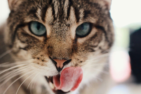 How Does Catnip Work? The Science Behind Feline Behaviour - catnip, cat toys, cat goodie box