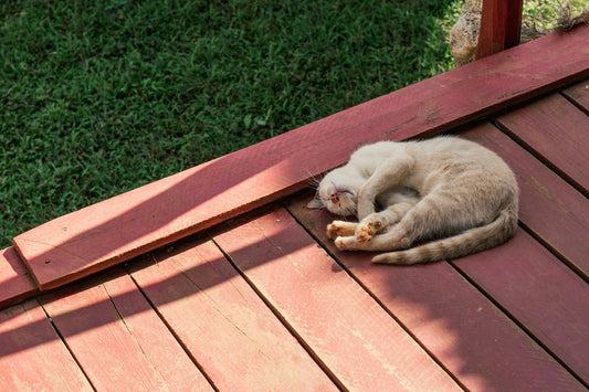 How to Keep Your Cat Cool this Summer (Updated 2026)