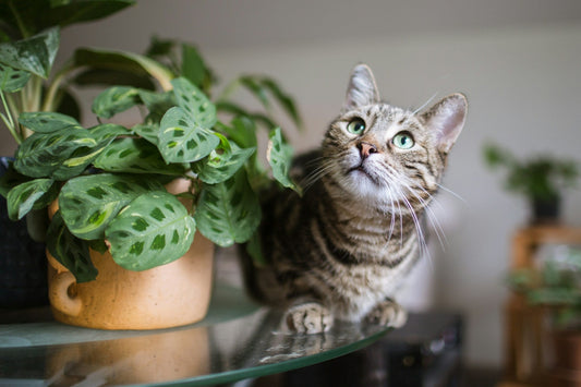 10 cat safe plants that are also hard to kill - meowbox monthly cat subscription box with cat treats & cat toys