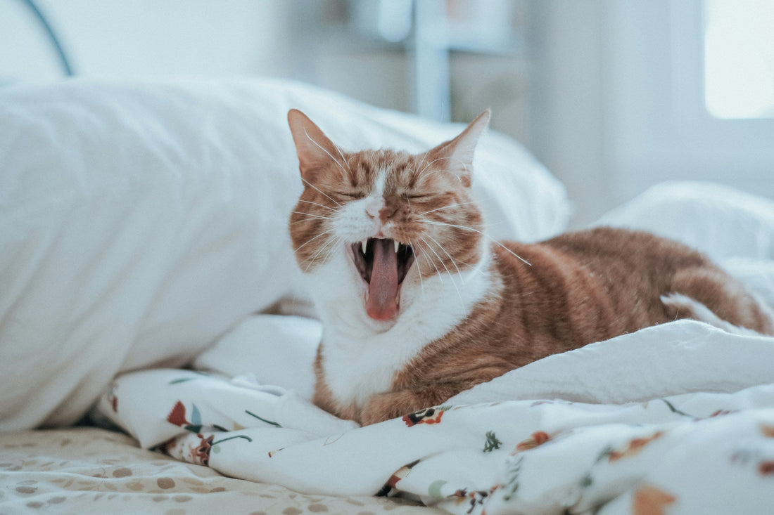 How Chew Toys Can Support Dental Health in Cats - cat chew toys, cat toys, cat treats