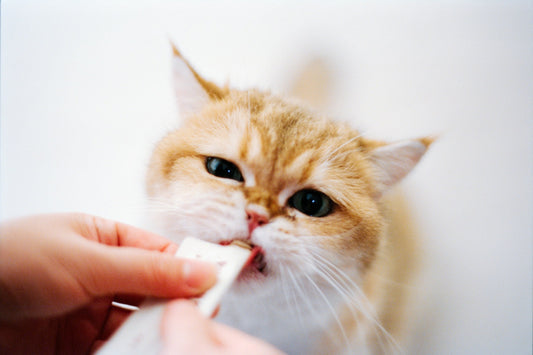 How to Use Cat Treats for Enrichment and Playtime - cat treats, grain free treats