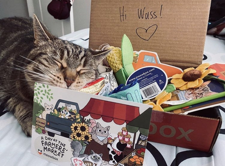 Monthly cat subscription box deals