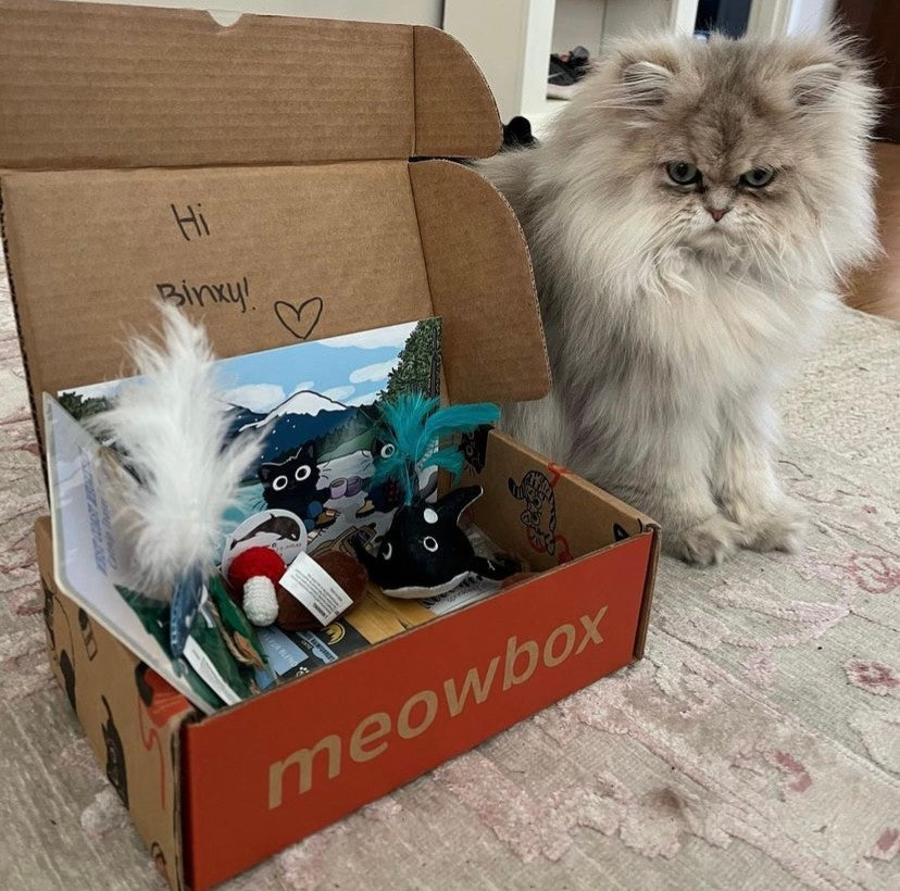 Box cat online
