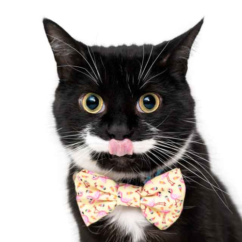 Harvey
Co-Chief Feline Officer