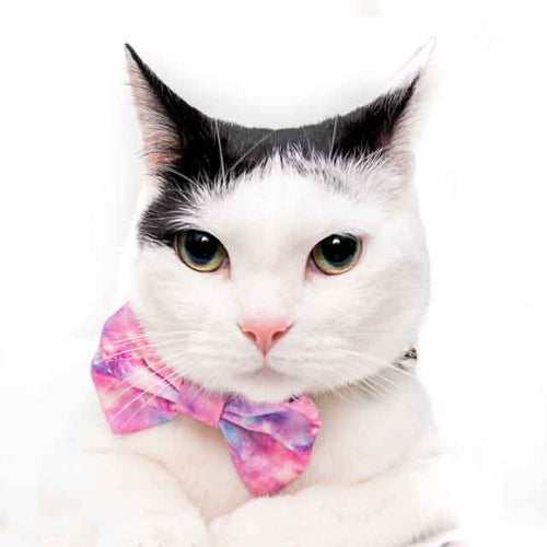 Zac
Co-Chief Feline Officer